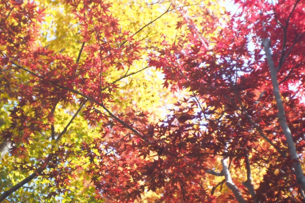 f:id:couleurnoor:20171103140808j:plain f:id:couleurnoor:20171103140808j:plain