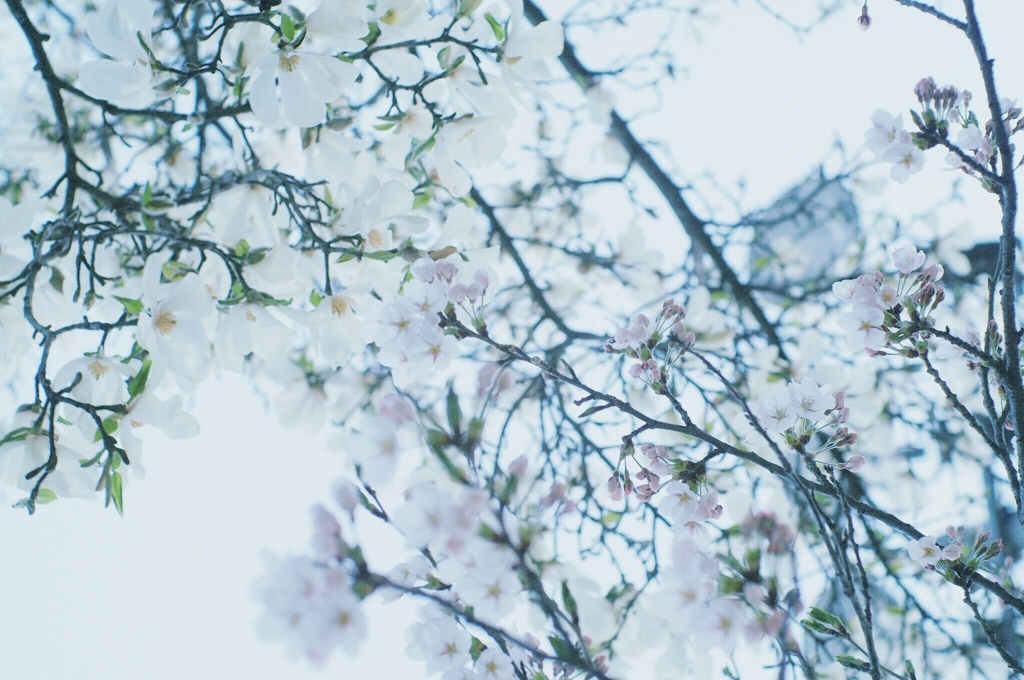 f:id:couleurnoor:20180421112932j:plain f:id:couleurnoor:20180421112932j:plain