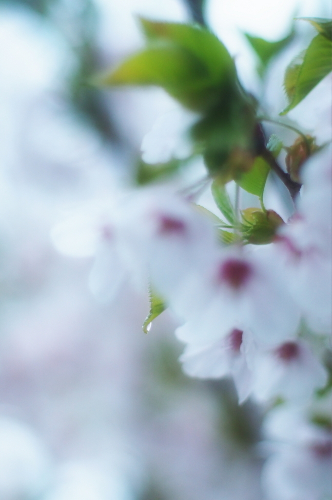 f:id:couleurnoor:20180425141334j:plain