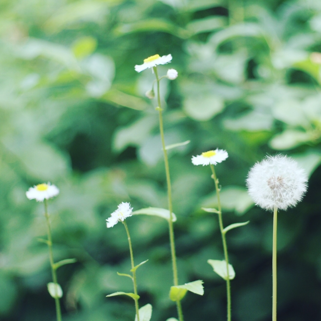 f:id:couleurnoor:20180601125446j:plain