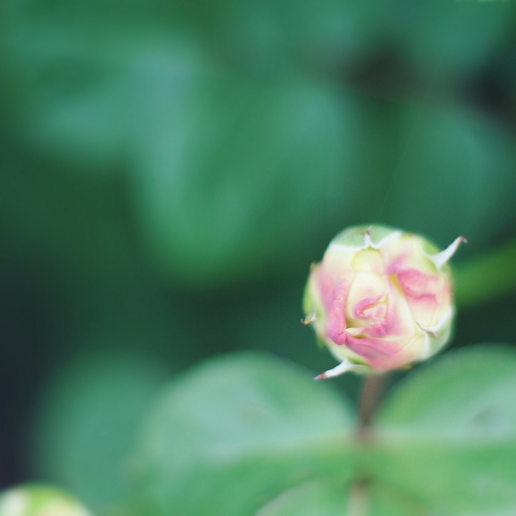 f:id:couleurnoor:20180601125530j:plain