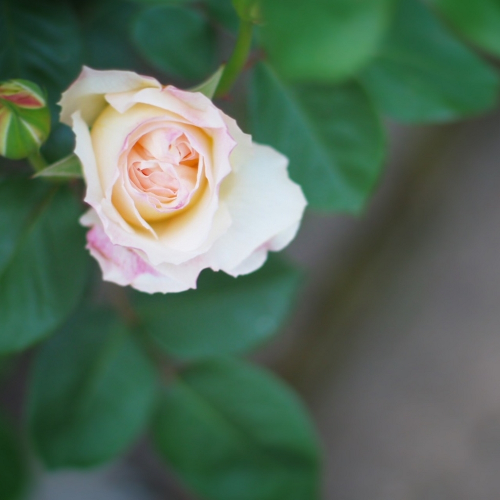 f:id:couleurnoor:20180601125607j:plain