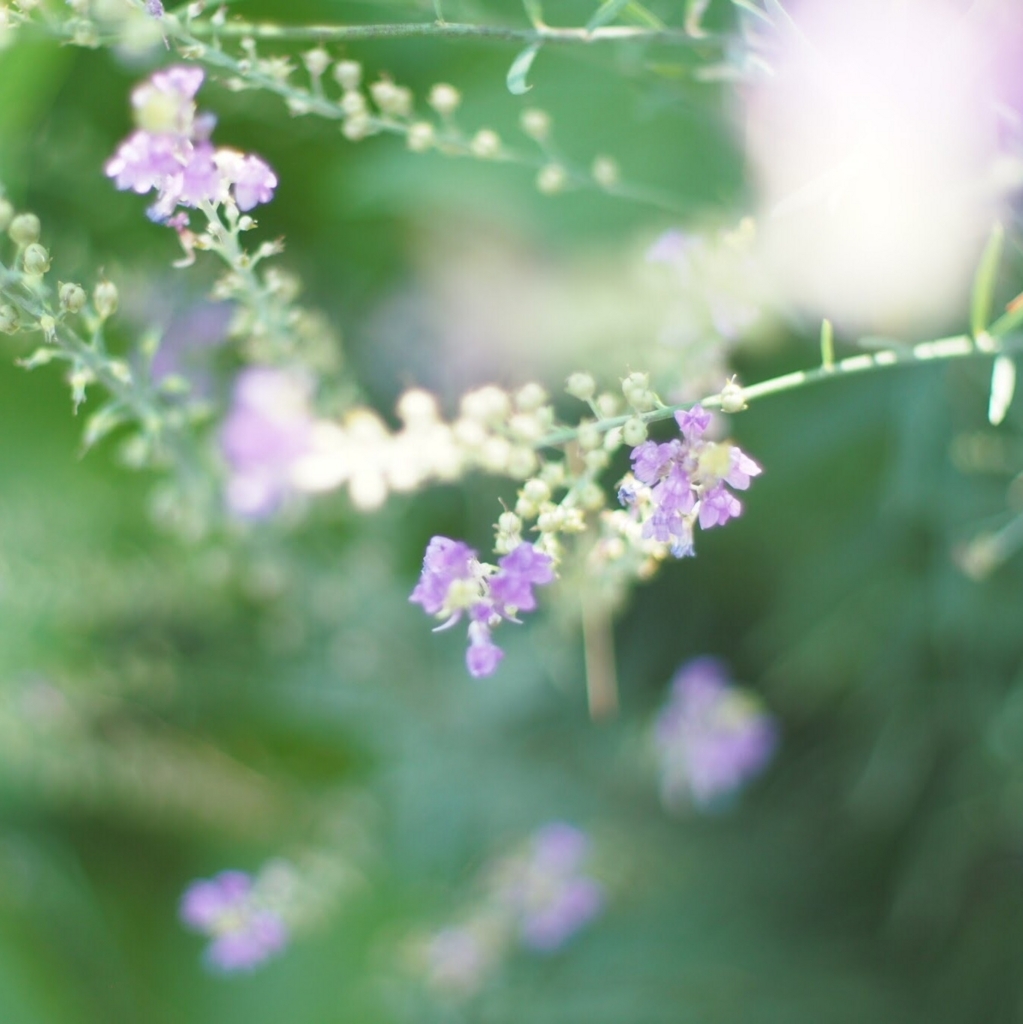 f:id:couleurnoor:20180601132540j:plain
