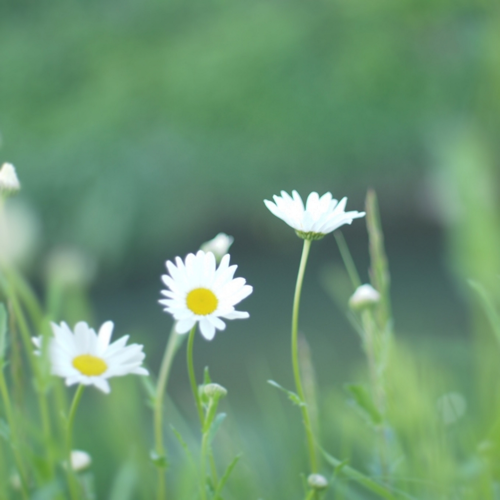 f:id:couleurnoor:20180601140631j:plain