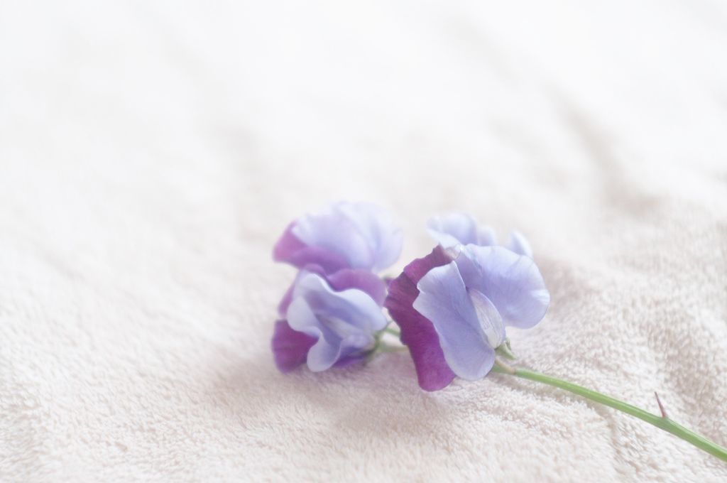 f:id:couleurnoor:20190224094025j:plain