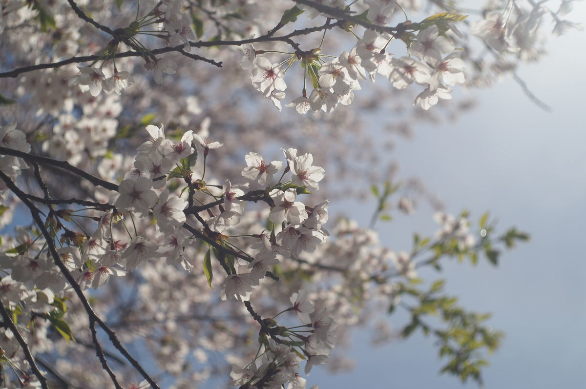 f:id:couleurnoor:20190511163935j:plain