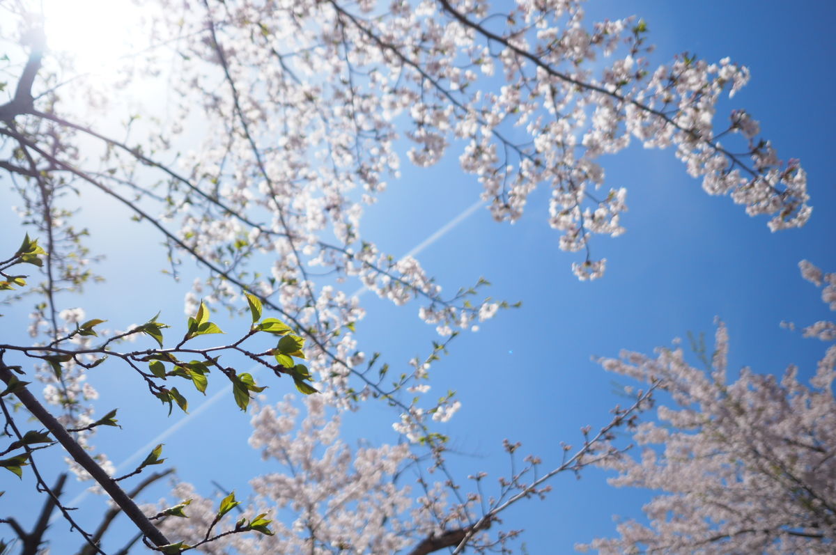 f:id:couleurnoor:20190511164116j:plain