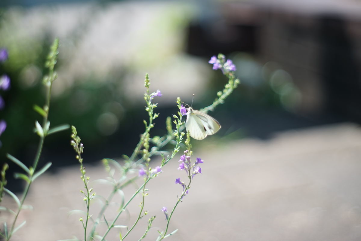 f:id:couleurnoor:20191018113620j:plain
