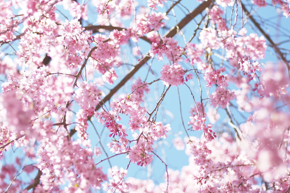 f:id:couleurnoor:20200422160611j:plain f:id:couleurnoor:20200422160611j:plain