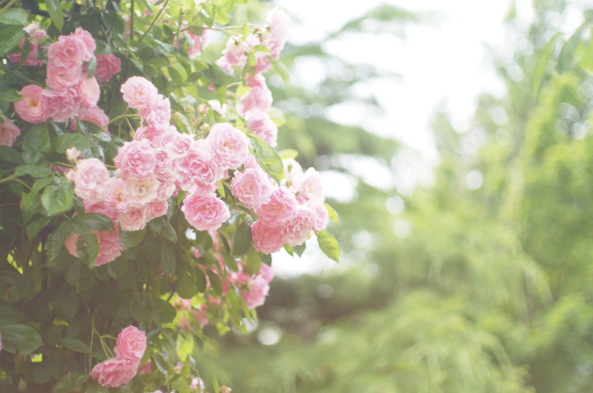 f:id:couleurnoor:20200618143848j:plain f:id:couleurnoor:20200618143848j:plain