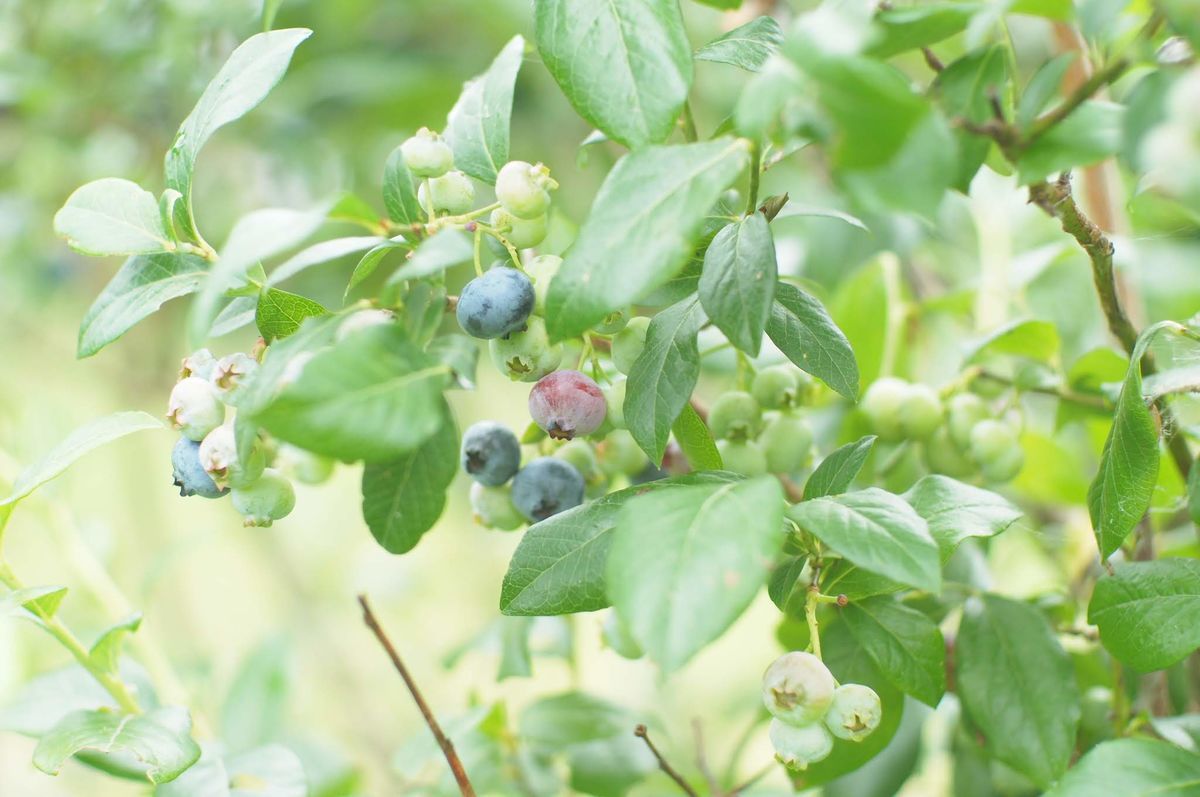 f:id:couleurnoor:20200710152056j:plain f:id:couleurnoor:20200710152056j:plain