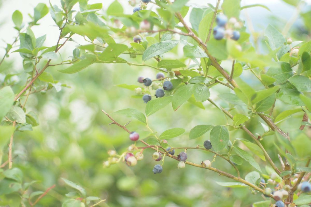 f:id:couleurnoor:20200710152126j:plain f:id:couleurnoor:20200710152126j:plain