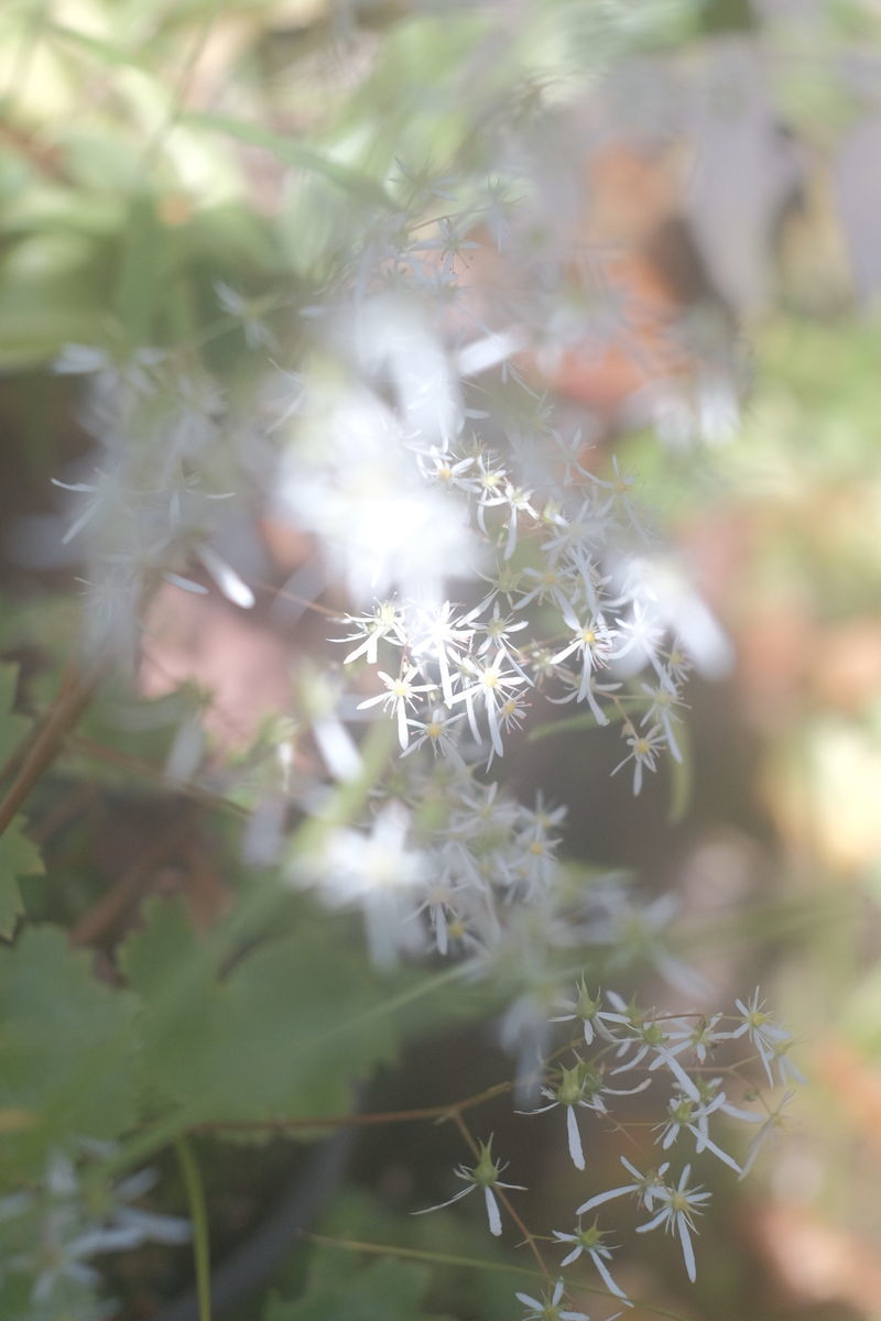 f:id:couleurnoor:20201030165053j:plain