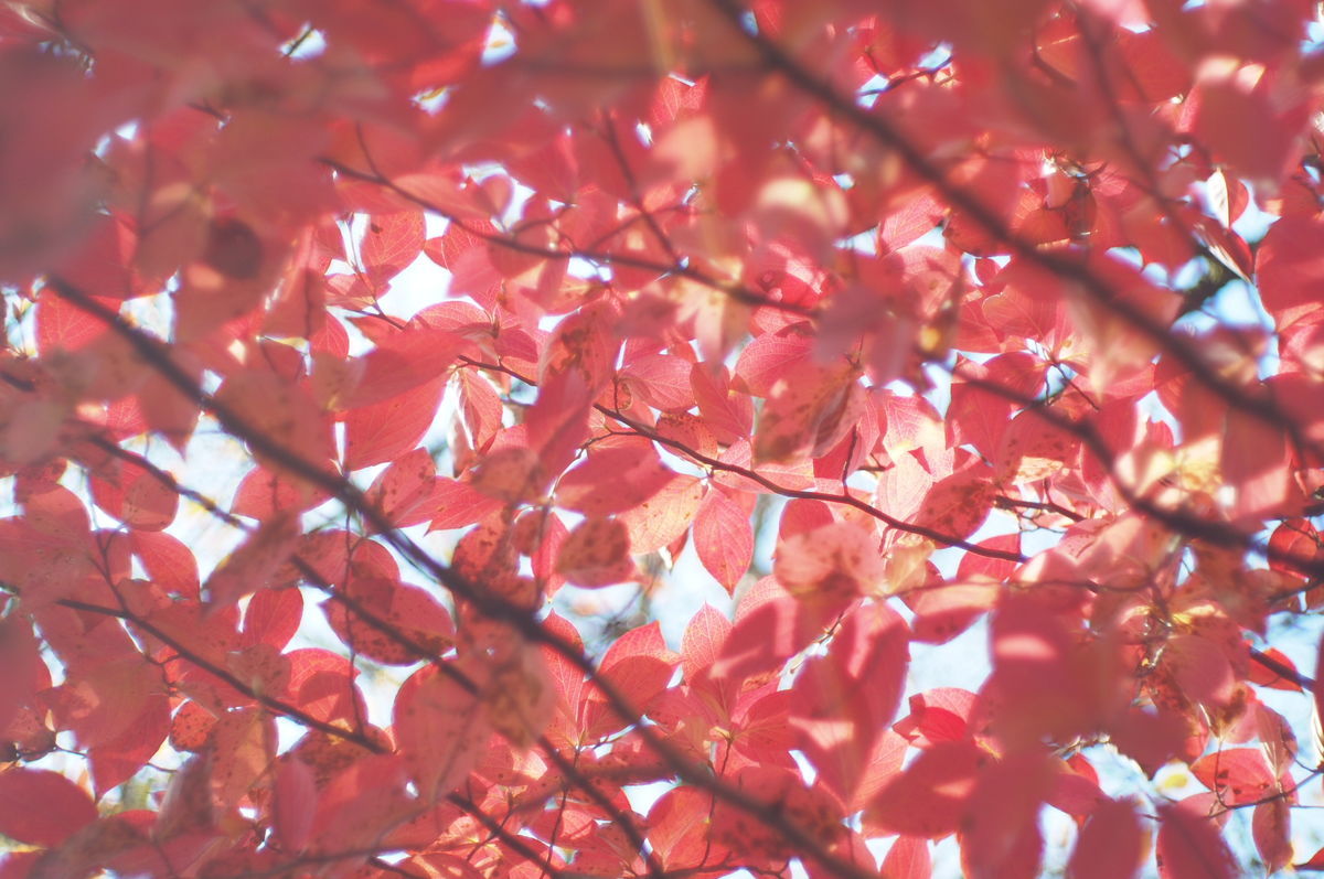f:id:couleurnoor:20201105161644j:plain