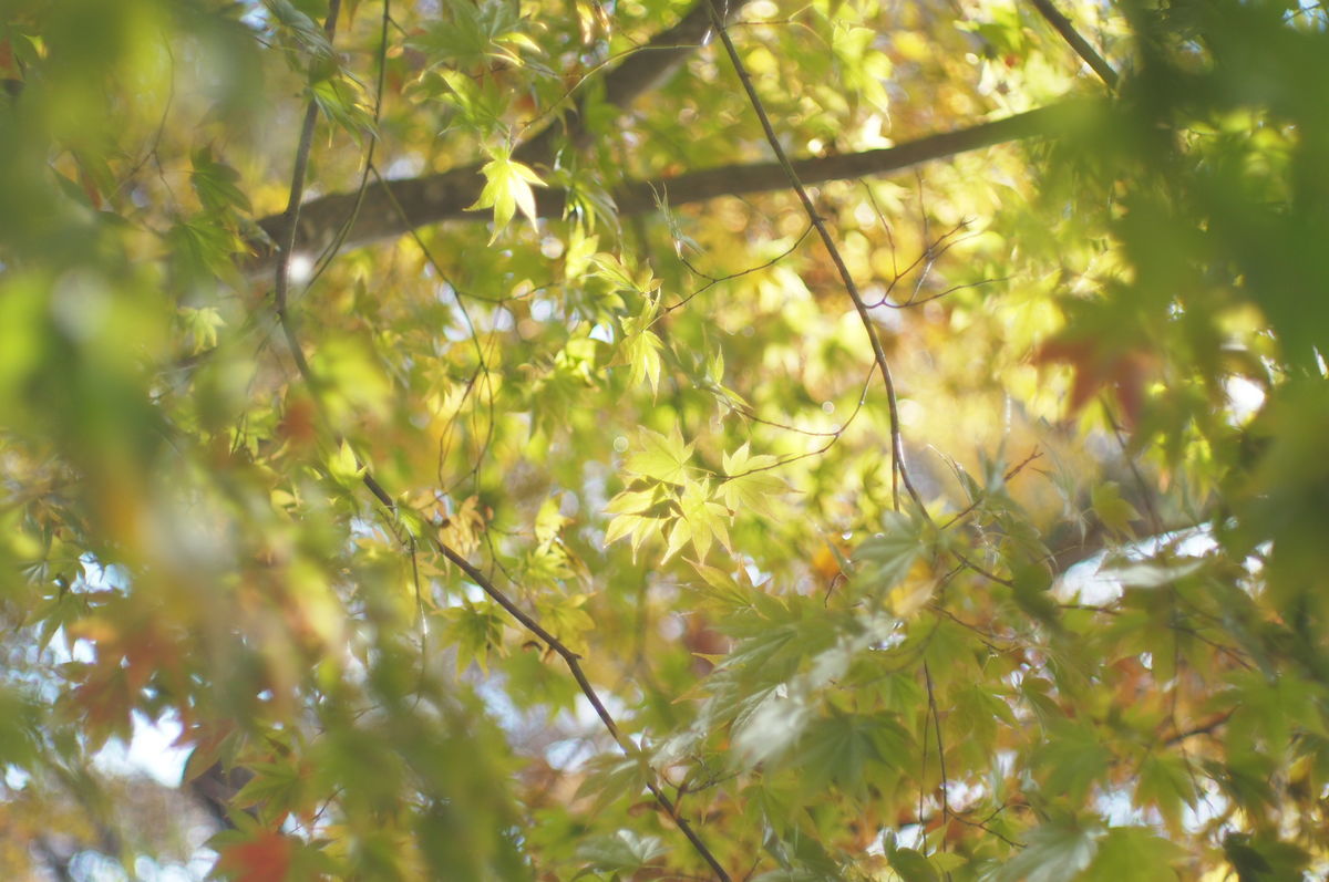 f:id:couleurnoor:20201105161723j:plain