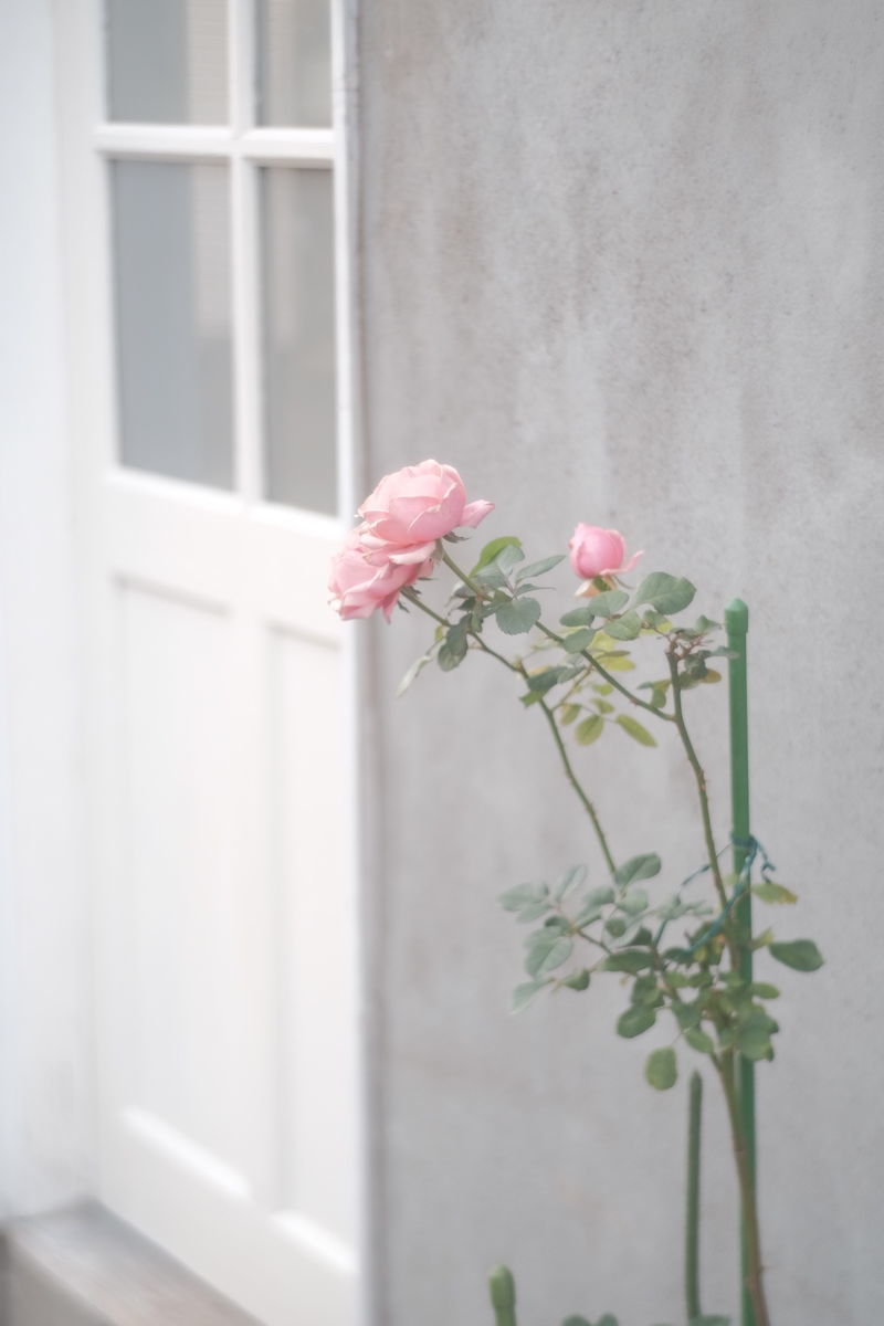f:id:couleurnoor:20201116153203j:plain f:id:couleurnoor:20201116153203j:plain