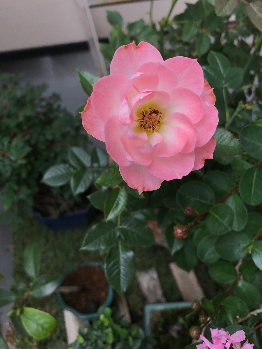 f:id:counselor2019:20190801215120j:plain f:id:counselor2019:20190801215120j:plain