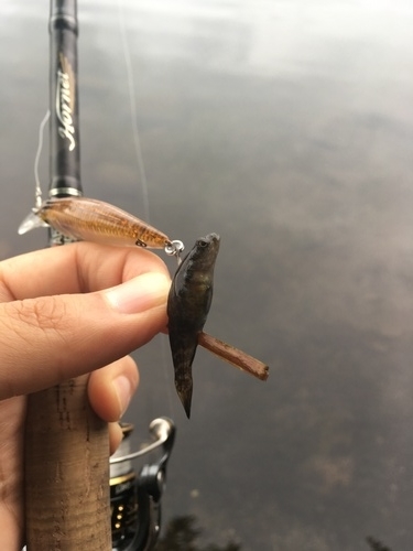 f:id:country-life:20190710080303j:plain