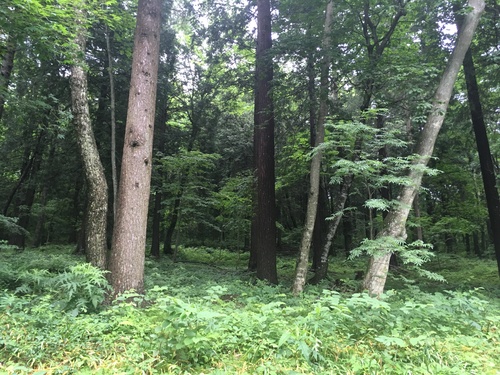 f:id:country-life:20190710080920j:plain