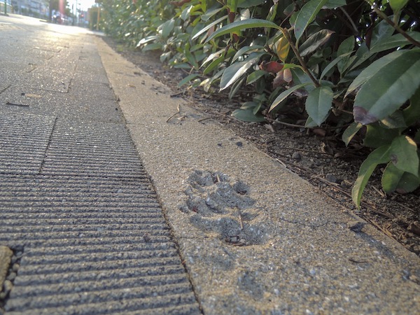 f:id:countrywoodgarden:20180824175142j:plain f:id:countrywoodgarden:20180824175142j:plain