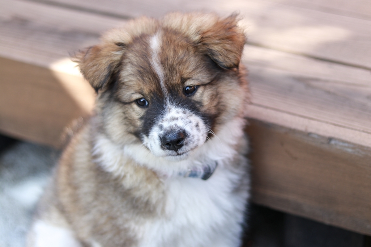 f:id:countrywoodgarden:20190513084540j:plain f:id:countrywoodgarden:20190513084540j:plain