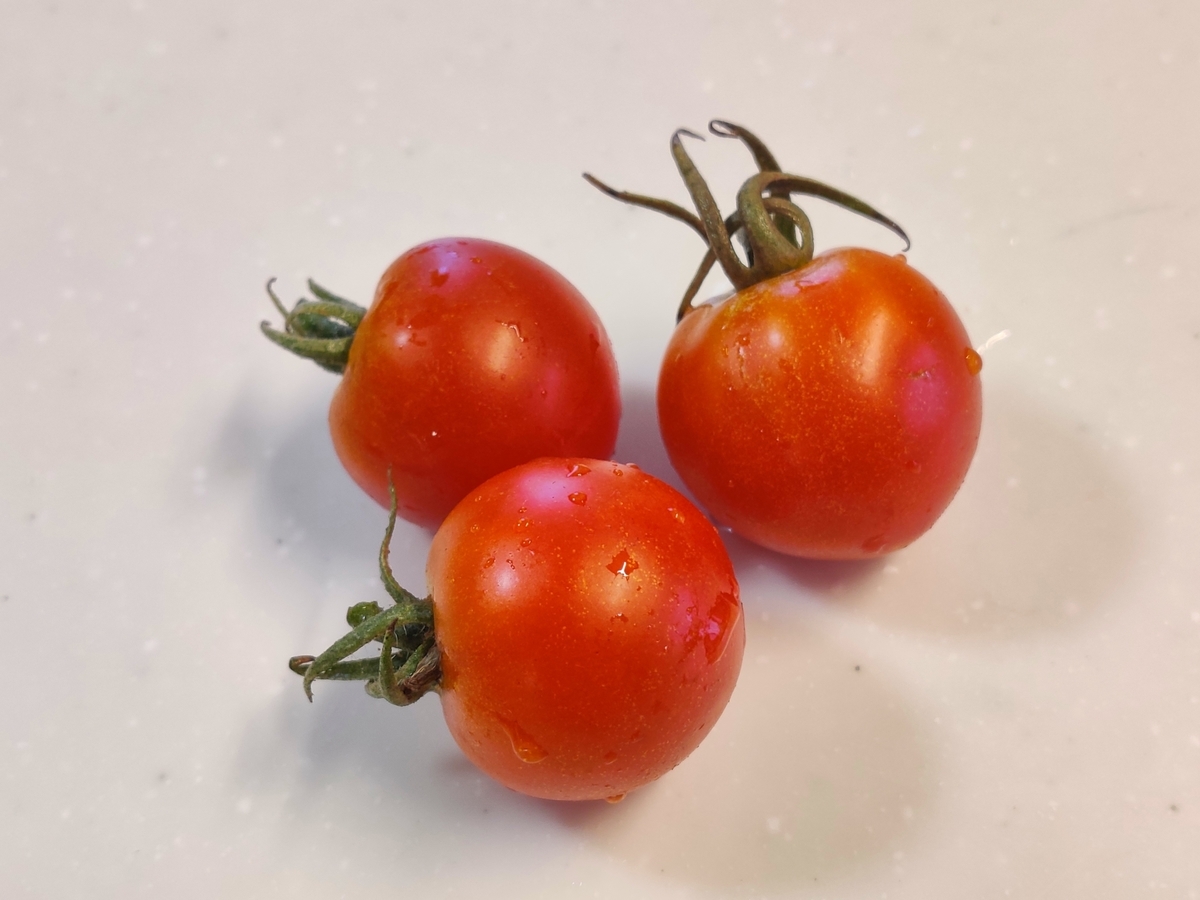 ゼラニウムの害虫と病気 - ゼラニウムの害虫