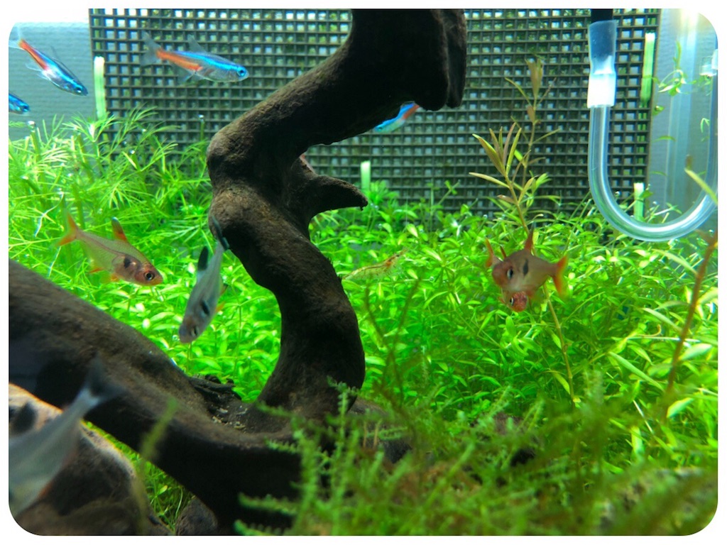 f:id:cover-all:20180512003257j:image