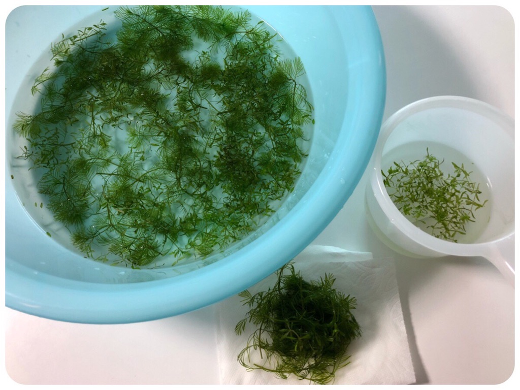 f:id:cover-all:20180512003305j:image