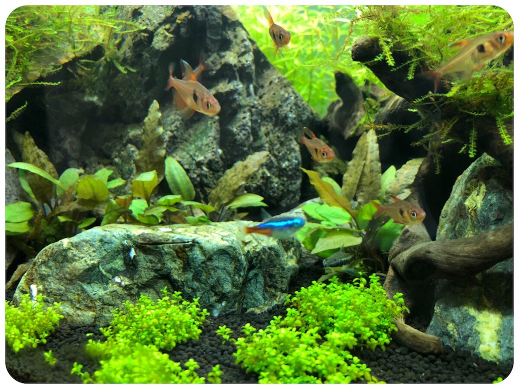 f:id:cover-all:20180513181002j:image