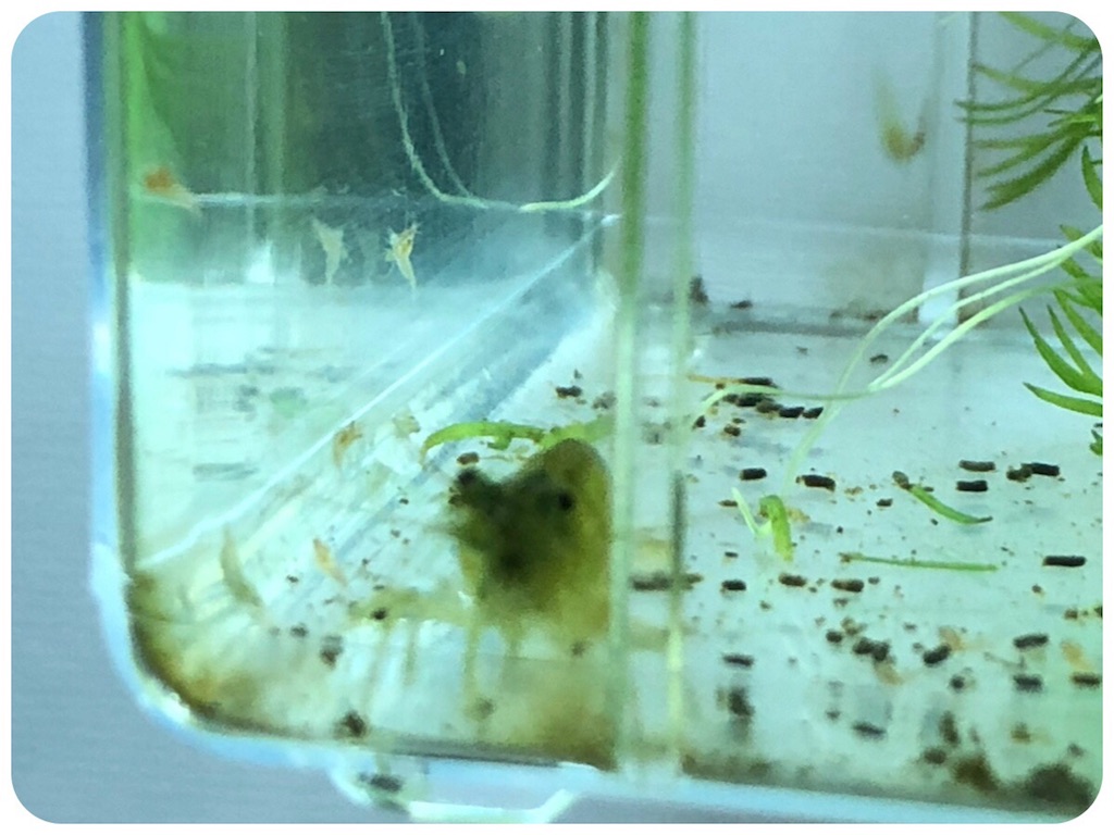 f:id:cover-all:20180515003540j:image