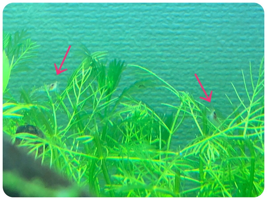 f:id:cover-all:20180515004240j:image