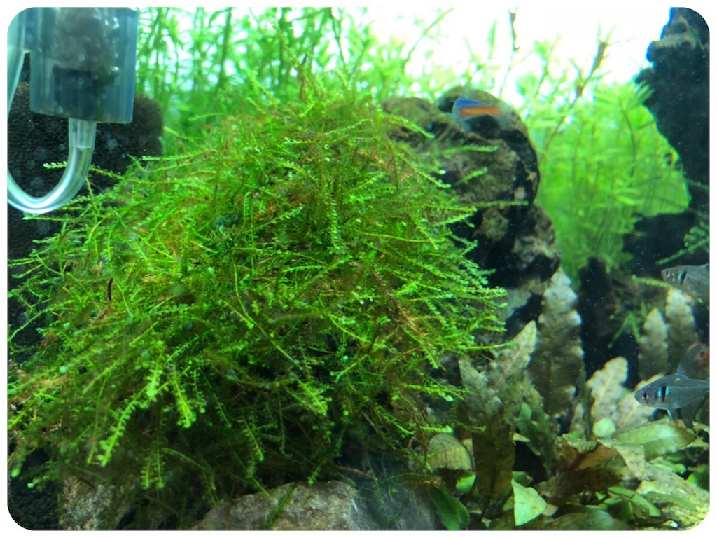 f:id:cover-all:20180517172202j:image