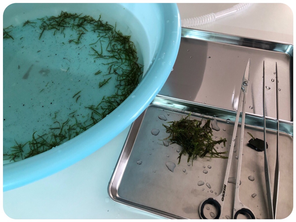 f:id:cover-all:20180517172453j:image