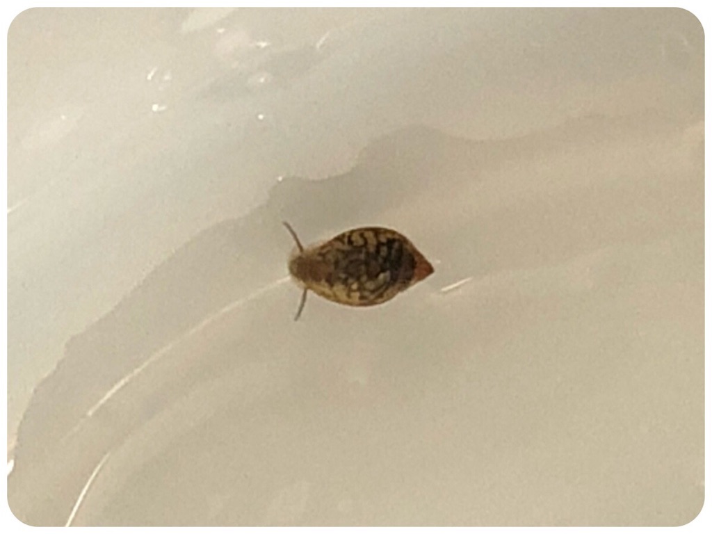 f:id:cover-all:20180531221509j:image