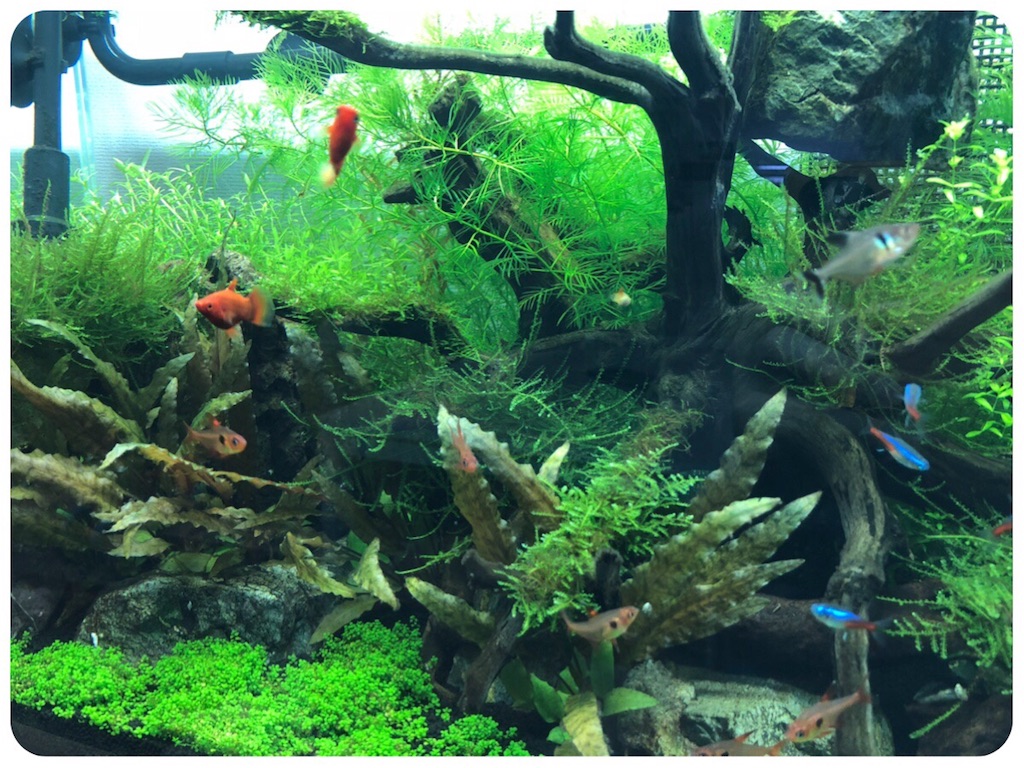 f:id:cover-all:20180611210623j:image