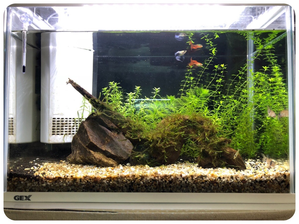 f:id:cover-all:20180611210656j:image