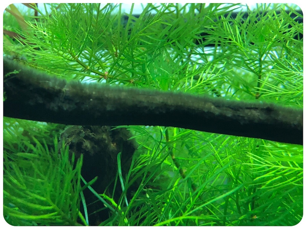 f:id:cover-all:20180611211132j:image