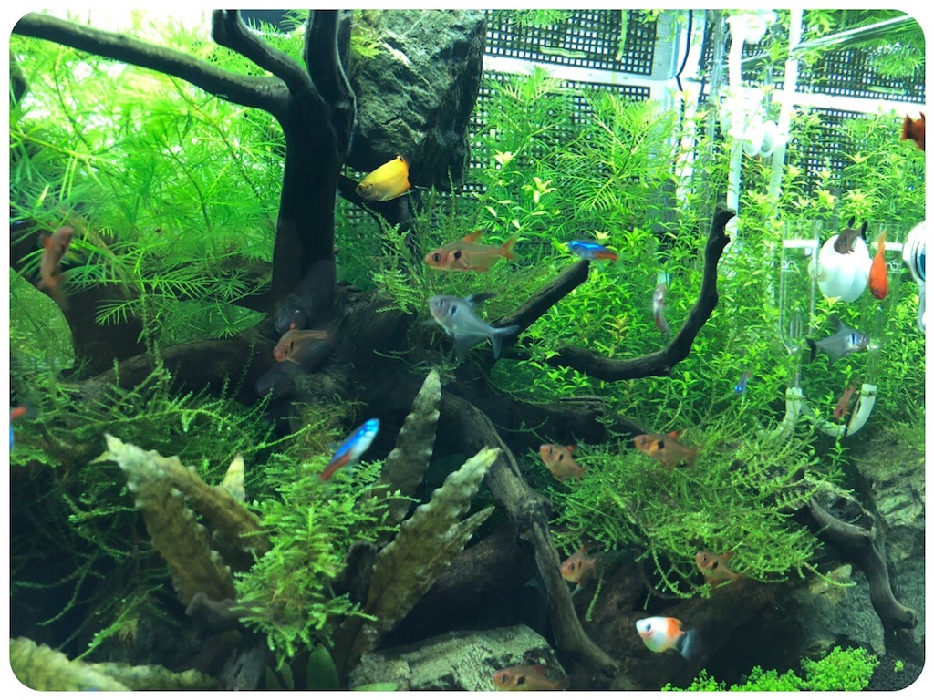 f:id:cover-all:20180611211406j:image