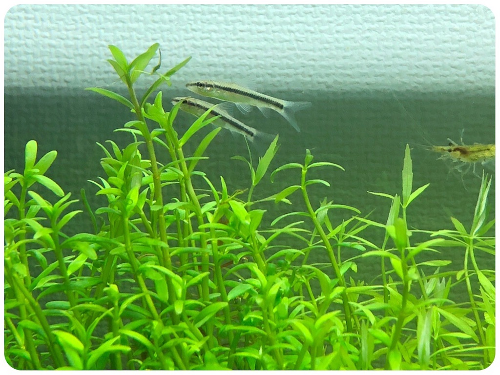 f:id:cover-all:20180614000543j:image