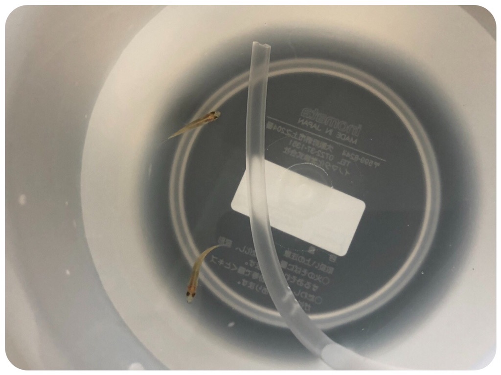 f:id:cover-all:20180614000605j:image