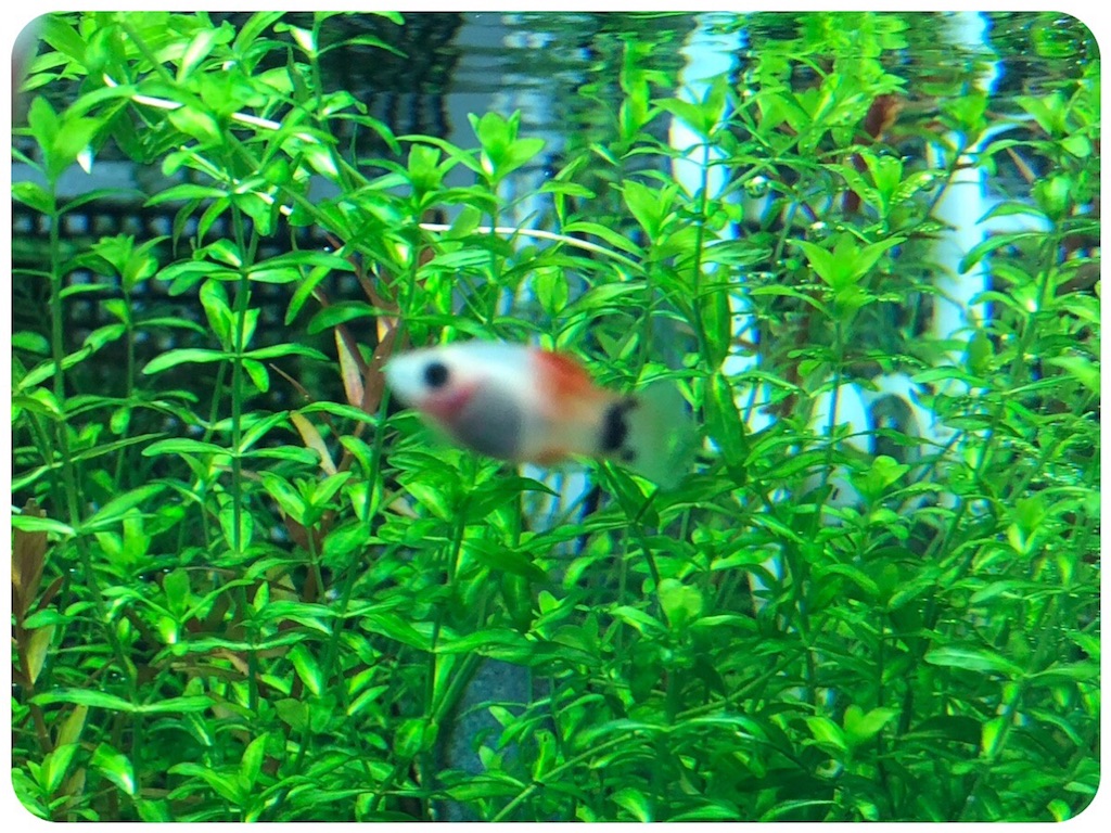 f:id:cover-all:20180709234003j:image