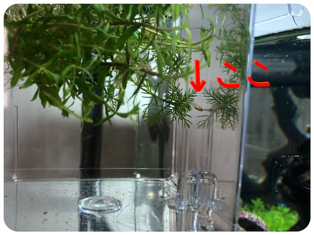 f:id:cover-all:20180709234509j:image