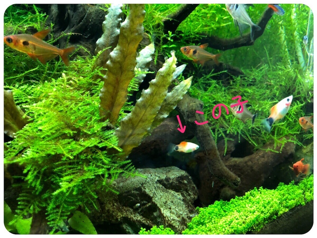 f:id:cover-all:20180709234927j:image