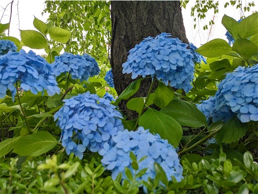 f:id:covtana:20230531183802j:image