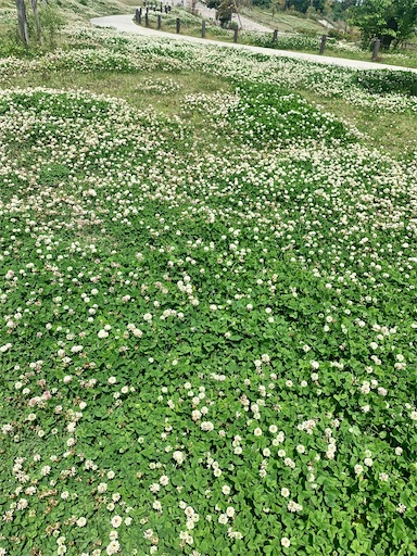 f:id:covtana:20240515143519j:image