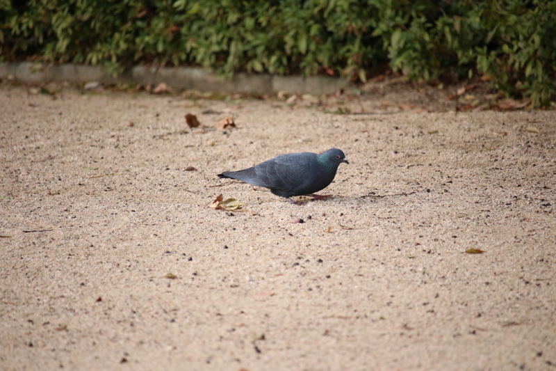 f:id:coys517:20150102181242j:plain f:id:coys517:20150102181242j:plain