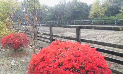 f:id:cozima:20111118100202j:image