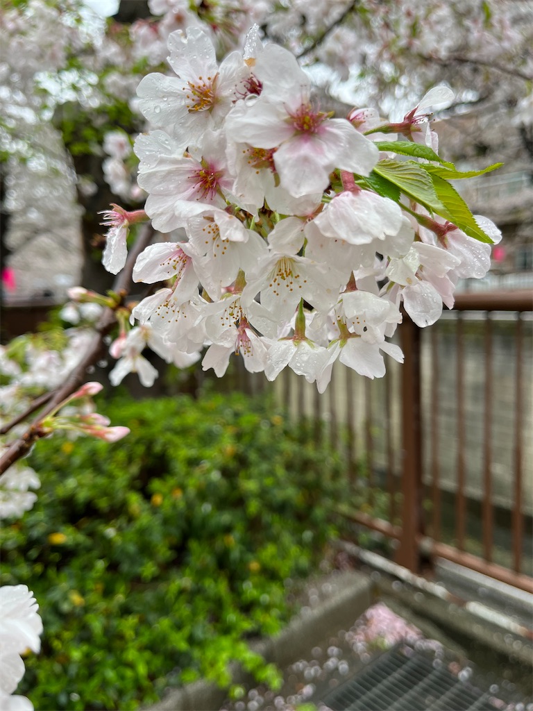 f:id:cozy__1972:20230330060939j:image