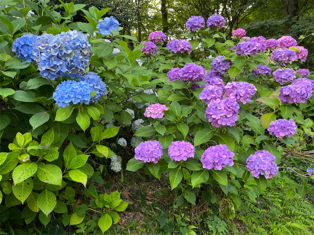 f:id:cozy__1972:20230627170212j:image
