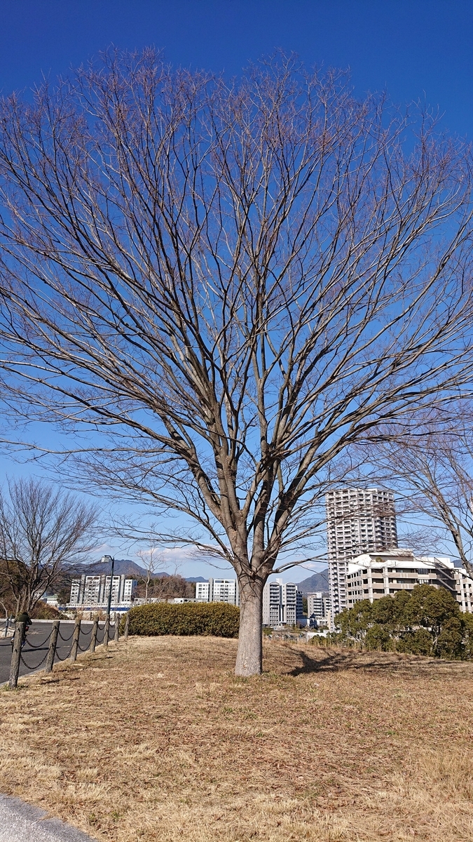 f:id:cozyday:20210206191245j:plain